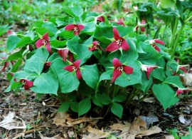 trillium erectum